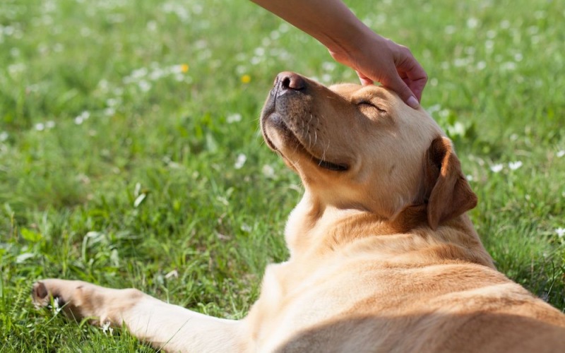lifestyle image of a dog being patted outdoors